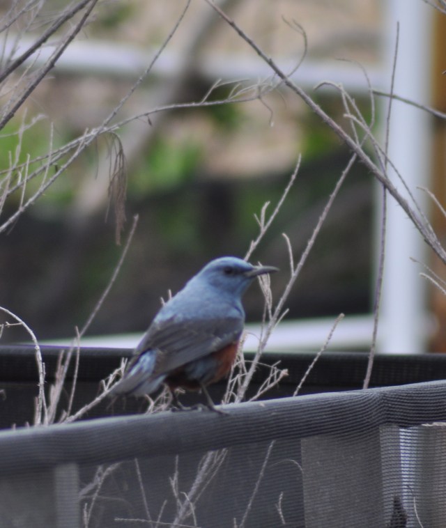 Blue Rock Thrush
