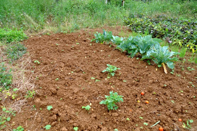 Two miserable plants