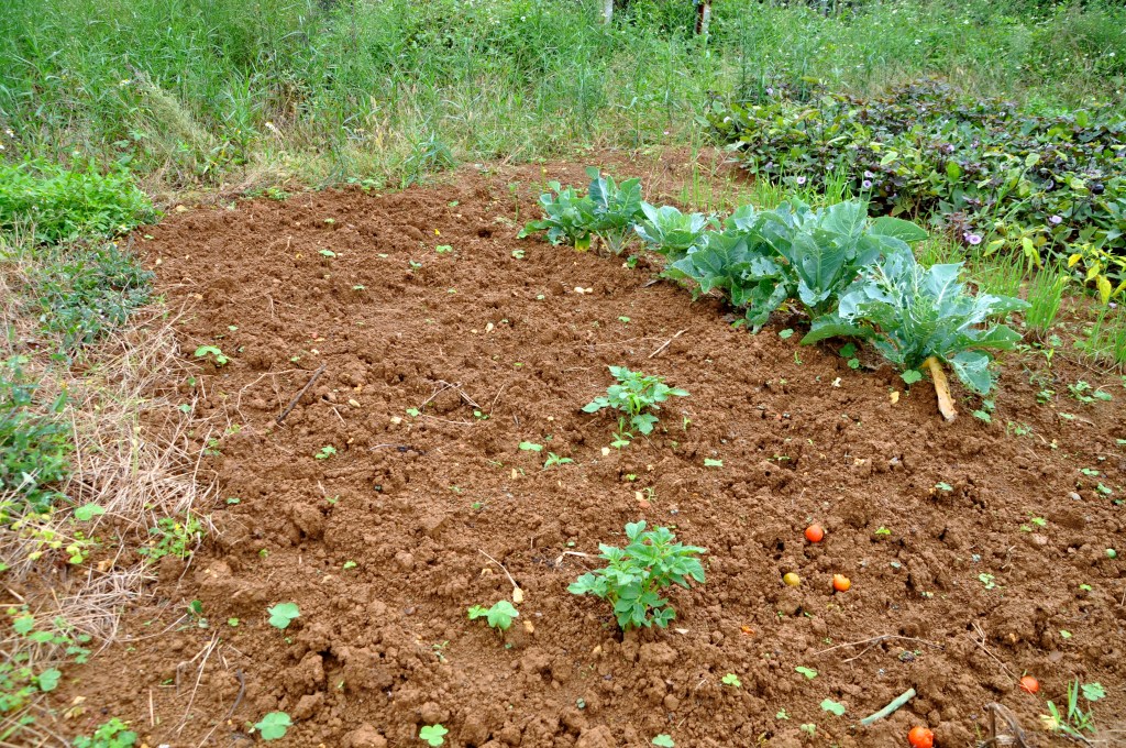 DSC_0273 Two miserable plants