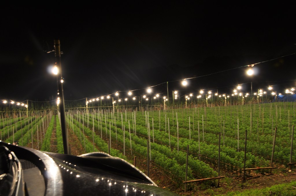 DSC_0021 Chrysanthemums are Yomitan's biggest export. They keep the lights on all night