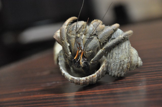 A huge hermit crab from the garden