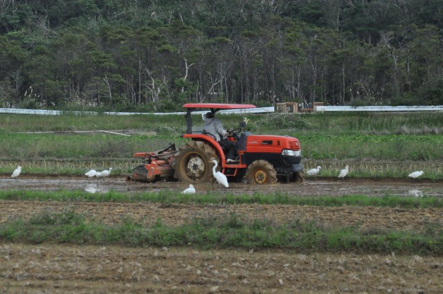 In Scotland, Seagulls follow the plough. Here it is Egrets