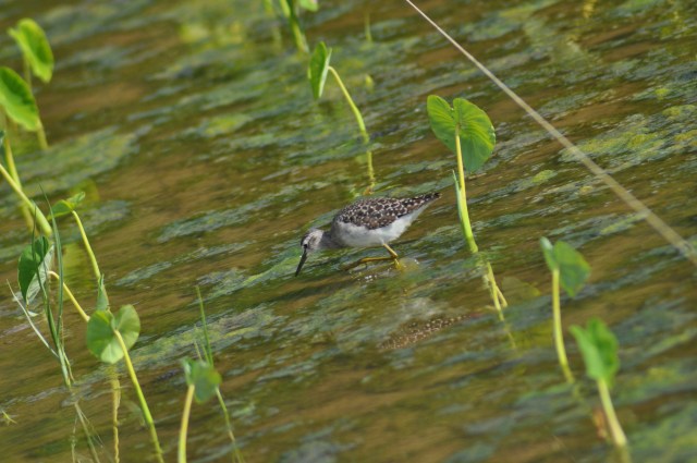 Marsh Sandpiper