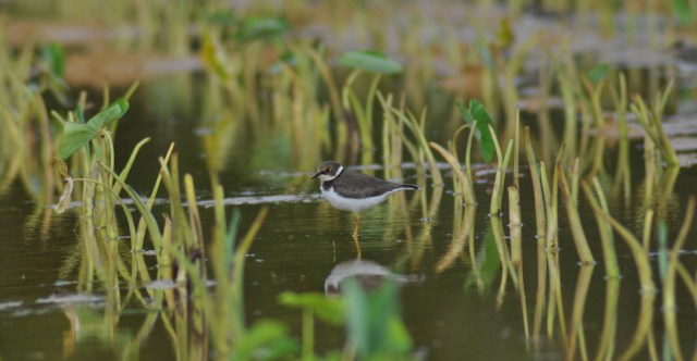 Little Ringed Plover