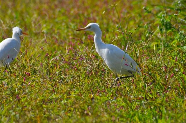 Cattle Egret