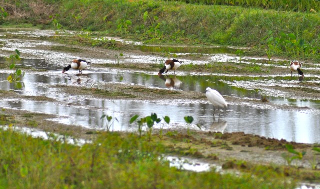 Whoa, Shelduck!