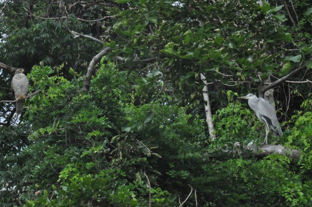 A Pale Faced Buzzard and a Grey Heron  chilling. How cool is that?!!