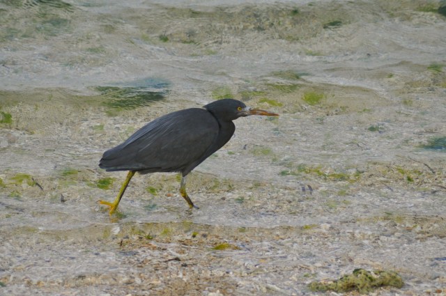This is a Pacific Reef Egret - grey morph. Okinawa is irresistible.