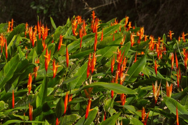 I do not know if this is a vegetable or whether it is grown for aethestics