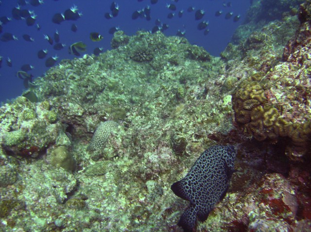 Never seen one of these before