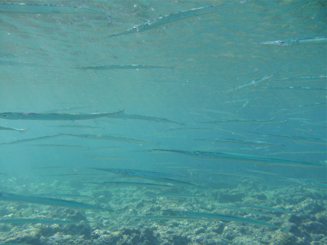 Thousands of long spiky sort of fish