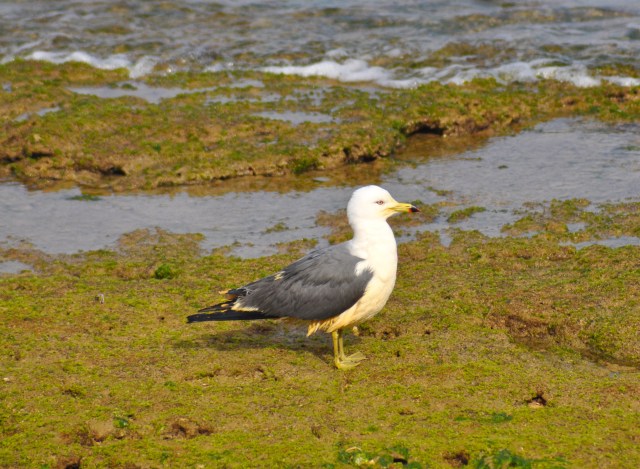 Black Tailed Gull