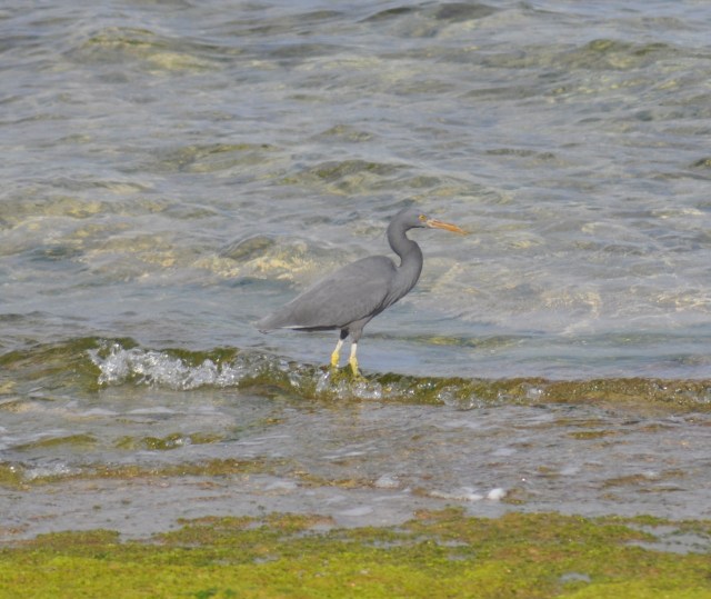 A grey morph Pacific Reef Egret just beside the gull.