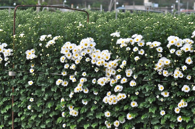 Chrysanthemums are a big export crop for Okinawa.