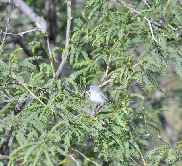 Anybody's guess - maybe Virginia's Warbler. 
