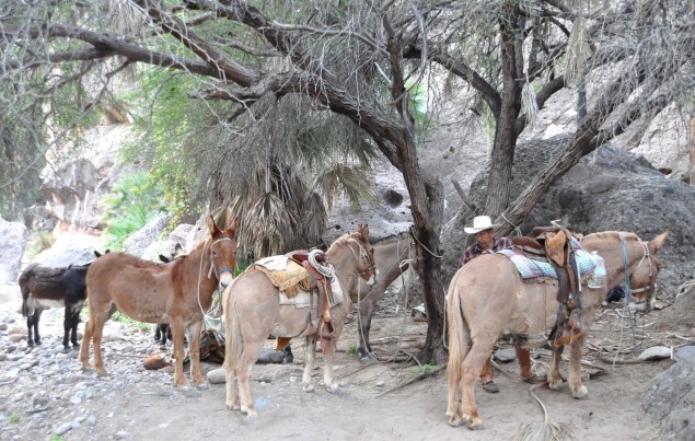 I don't like sponge cake