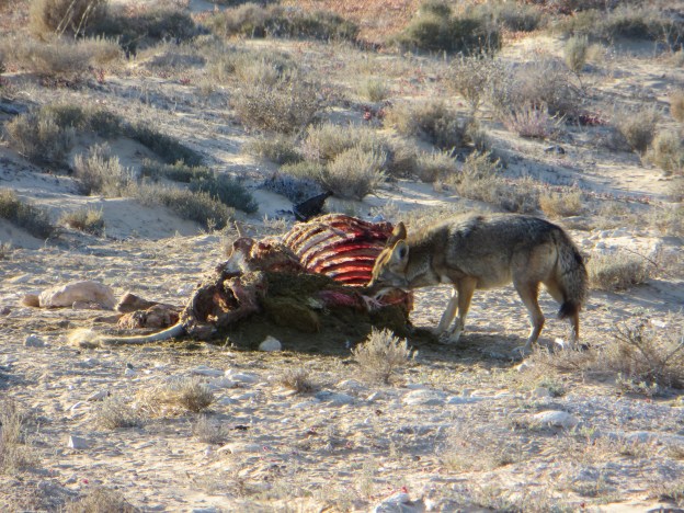 Coyote chows down