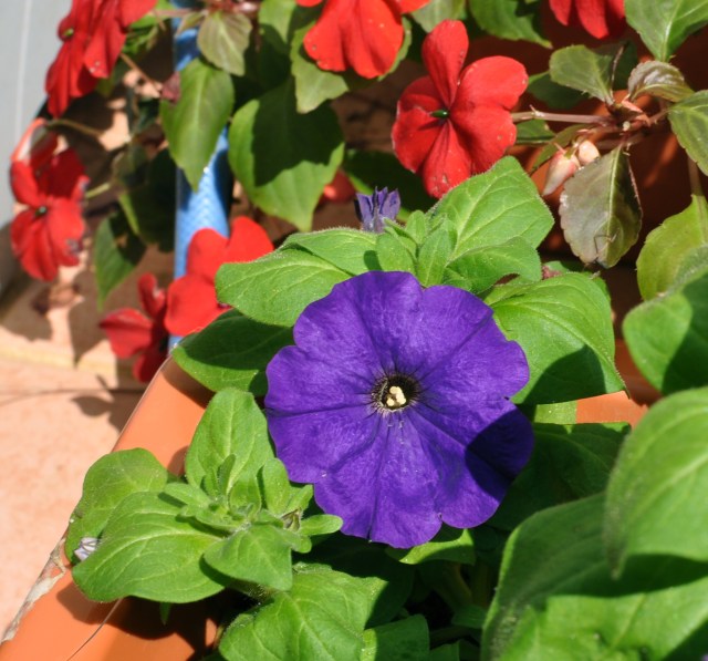 A lonely little petunia