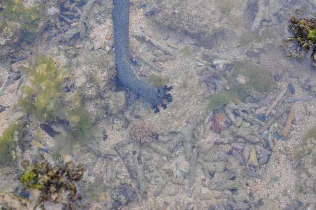 A sea cucumber's bottom
