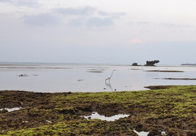 Intermediate egret fishing. What a terrible name for such a beautiful bird.