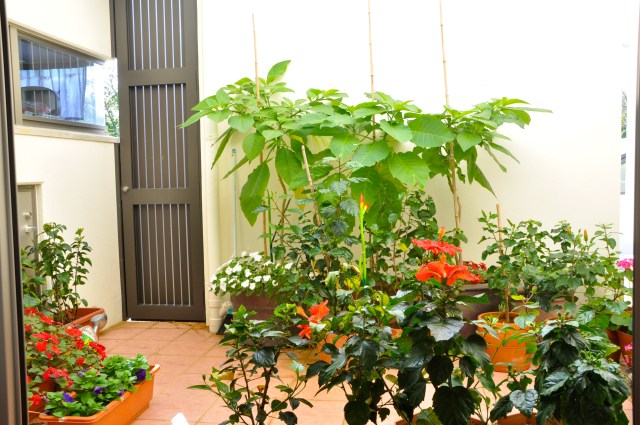 Brugmansia in my secret garden
