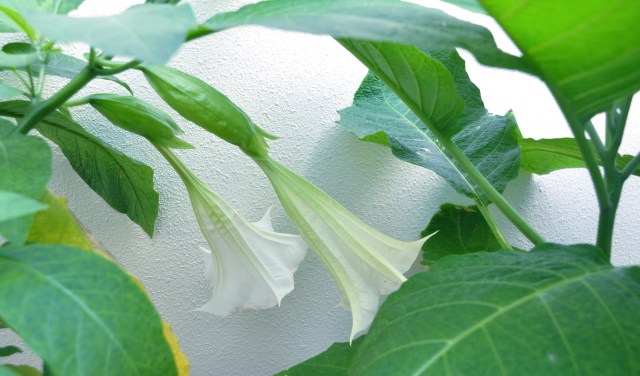 “The earth laughs in flowers.” 