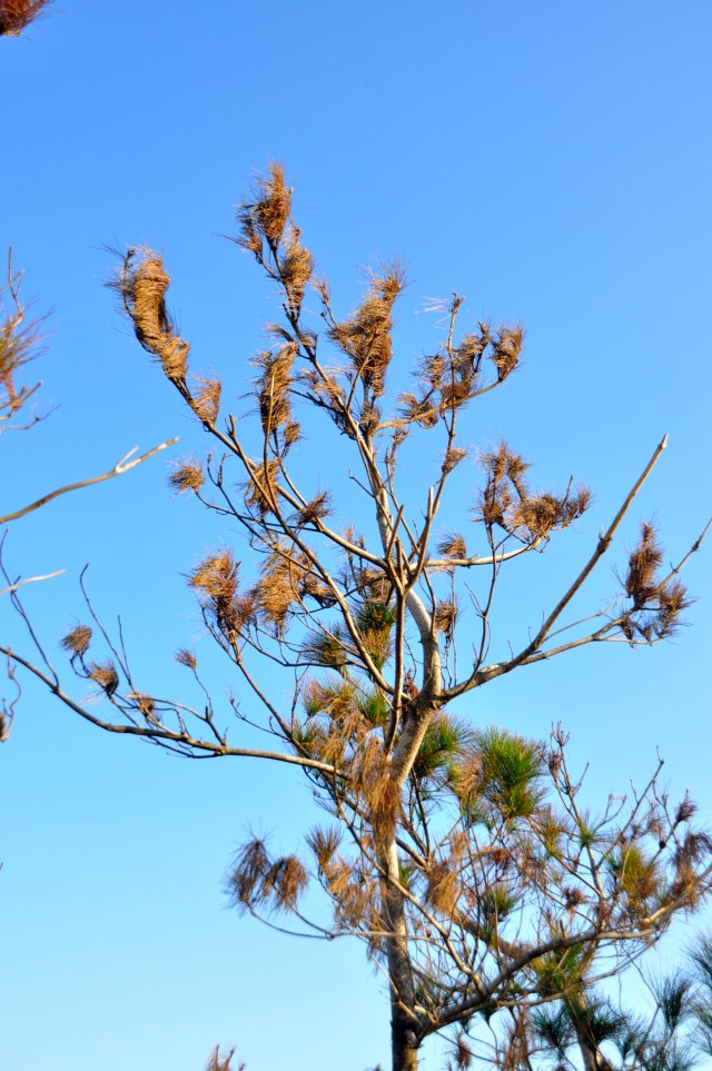 That time of year thou mayst in me behold
When yellow leaves, or none, or few, do hang
Upon those boughs which shake against the cold,
Bare ruined choirs, where late the sweet birds sang.