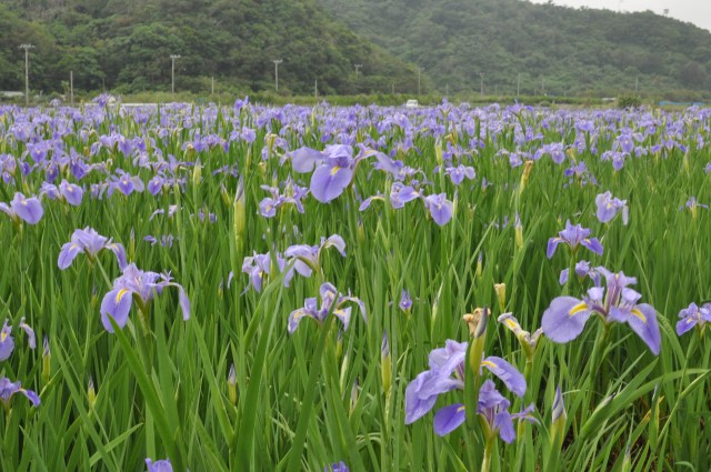 Who wants flowers when youre dead? Nobody.