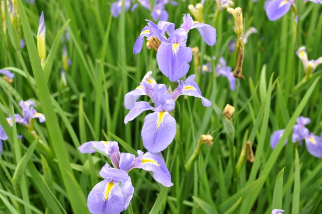 Since Iris is the Greek goddess for the Messenger of Love, her sacred flower is considered the symbol of communication and messages. Greek men would often plant an iris on the graves of their beloved women as a tribute to the goddess Iris, whose duty it was to take the souls of women to the Elysian fields. Who would have guessed?
