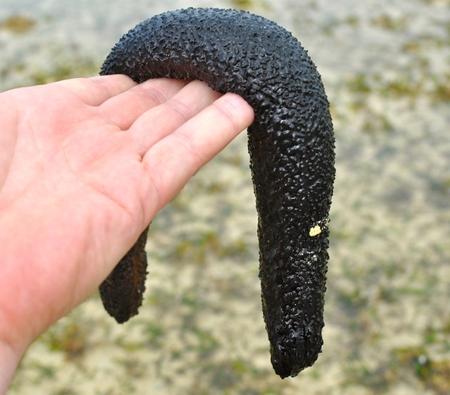  "With fronds like these, who needs anemones?" 