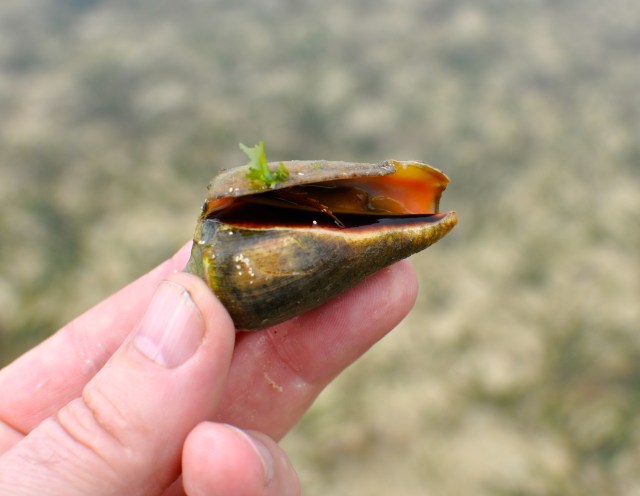 I ate your Father. Sorry.