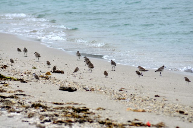 I think Golden Pacific Plovers er big and Kentish Plovers er small