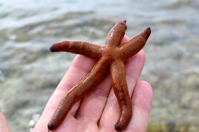 At this, the young man bent down, picked up yet another starfish, and threw it into the ocean. As it met the water, he said, "It made a difference for that one.” 