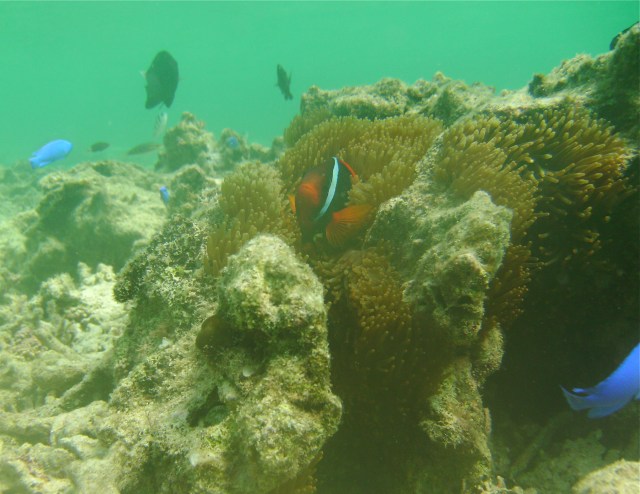 Happy Birthday Mummy