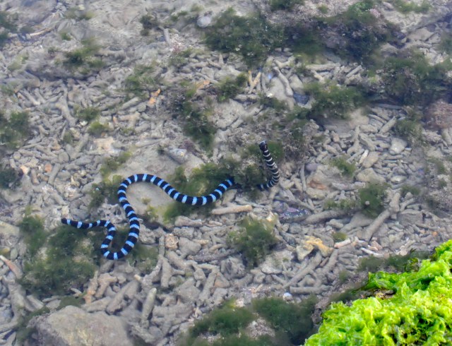 Hello little sea snake