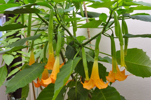 The Brugmansia is doing very well.