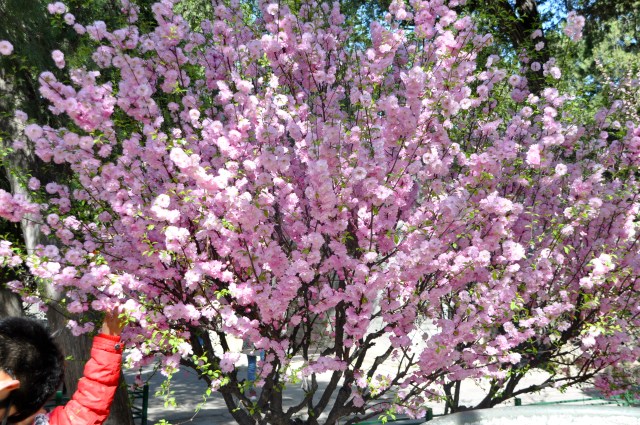 Imperial Cherry Blossom