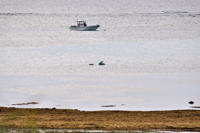 Old lady hunts octopus