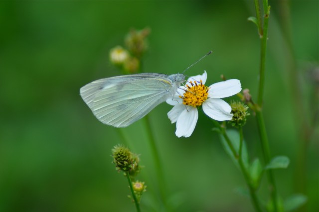 She's so swishy in her satin and tat In her frock coat and bipperty-bopperty hat