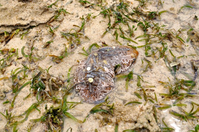 Sea thing waiting for the water to come back.