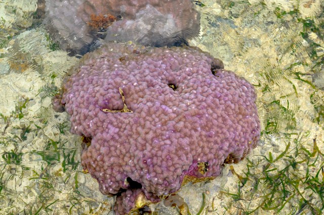 Coral normally underwater