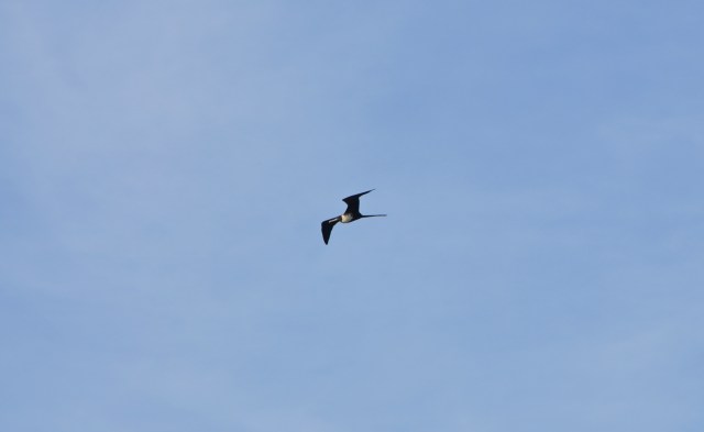 Frigate Bird, of which there are lots