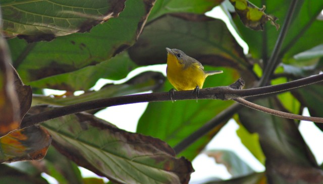 I am here to make you happy