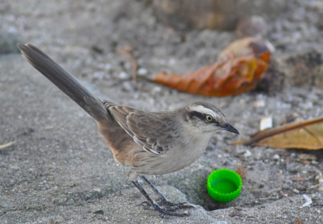 This is a Tropical Mockingbird