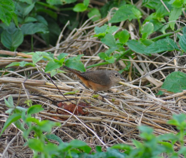 Way down among Brazilians  Coffee beans grow by the billions  So they've got to find those extra cups to fill  They've got an awful lot of coffee in Brazil 