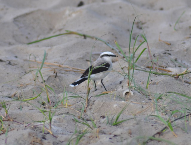 I wish I had bought a Brazilian Bird Book before boarding.