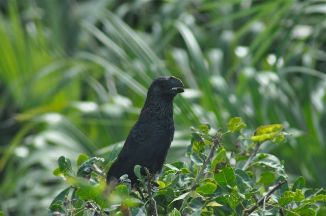 Black Brazilian Bad-ass Bird