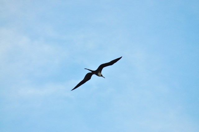 Magnificent Frigate Bird