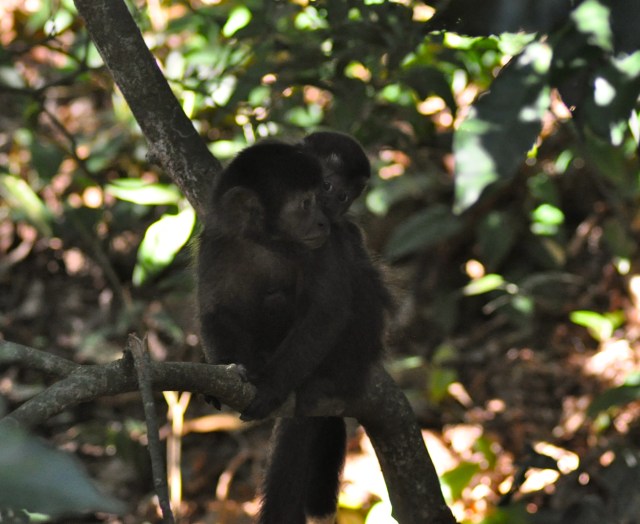 Mummy and baby monkey