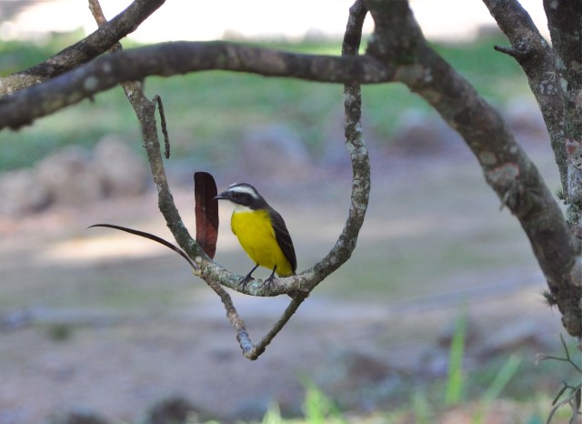 A flycatcher with a lot of yellow on it. I wish I had a field guide.